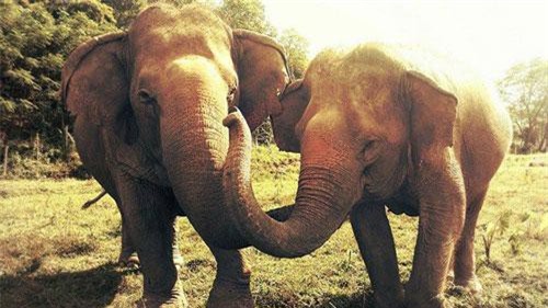 Xót xa nhìn cô voi mù khóc thương bạn qua đời