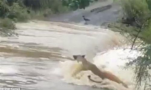 Xót xa sư tử đáng thương bị nước lũ cuốn trôi