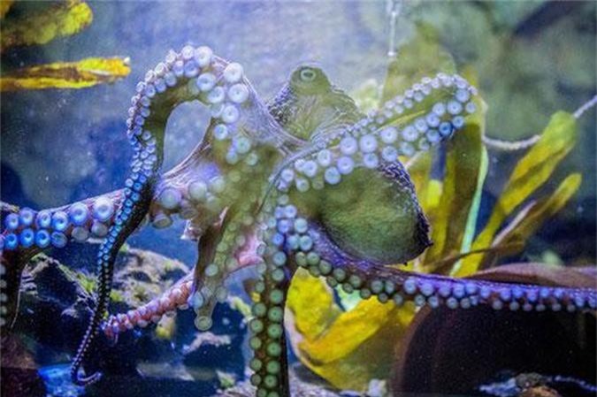 Ảnh động vật: Tình tứ cảnh chim bói cá mớm mồi cho nhau