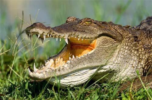 Bé gái 11 tuổi chọc vào mắt cá sấu để cứu bạn