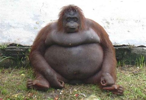 'Chết cười' trước những 'gã béo' trong thế giới động vật