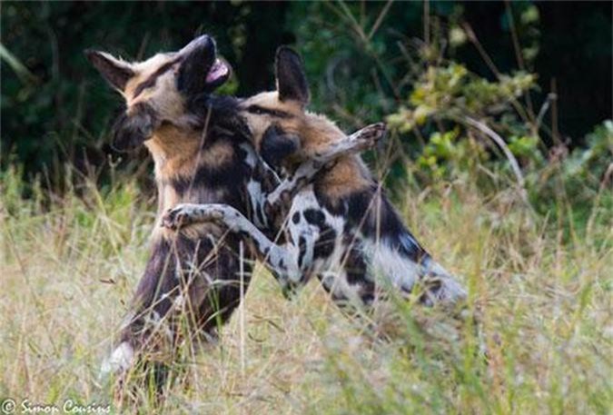 Chó hoang đoàn kết đánh đuổi báo đốm định cướp mồi