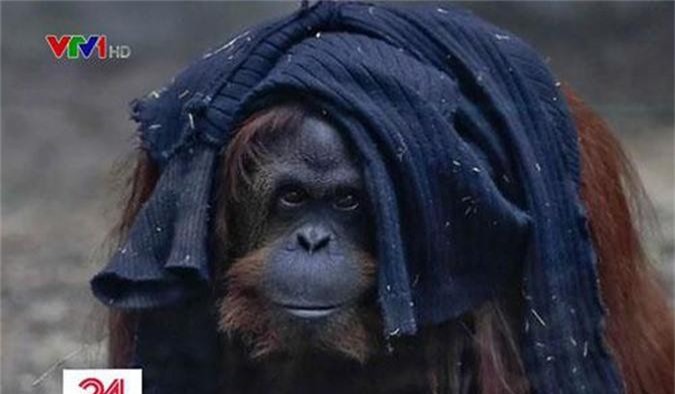 Đười ươi Sandra được cấp chứng nhận 'làm người'