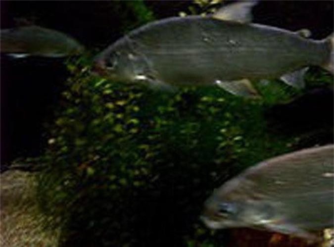 Khám phá về loài cá hồi trắng hồ ít ai biết