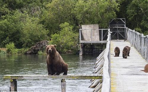 Khoảnh khắc dễ thương của mẹ con gấu nâu khi kiếm ăn