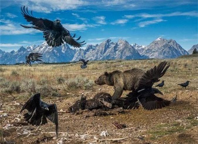 Những khoảnh khắc sống động có '1-0-2' trong thế giới động vật