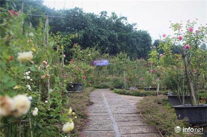 Phú Thọ: Chàng thanh niên 30 tuổi trồng trại hoa hồng thu hàng trăm triệu mỗi năm