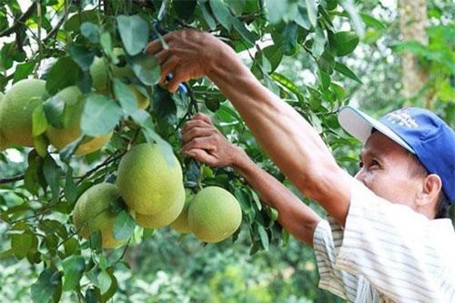 Sơn La: HTX bứt lên nhờ sản xuất an toàn