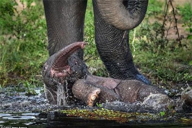 Tận mắt voi mẹ vất vả giải cứu con khỏi hồ nước