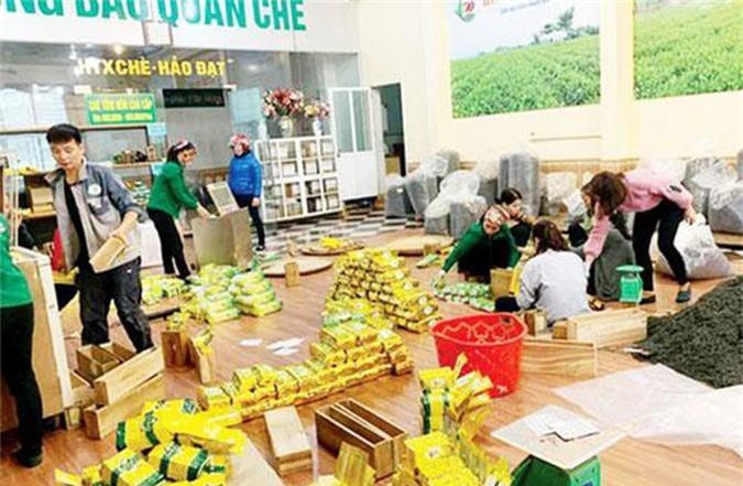 Thái Nguyên: 'Gặt' thành công từ chè VietGAP