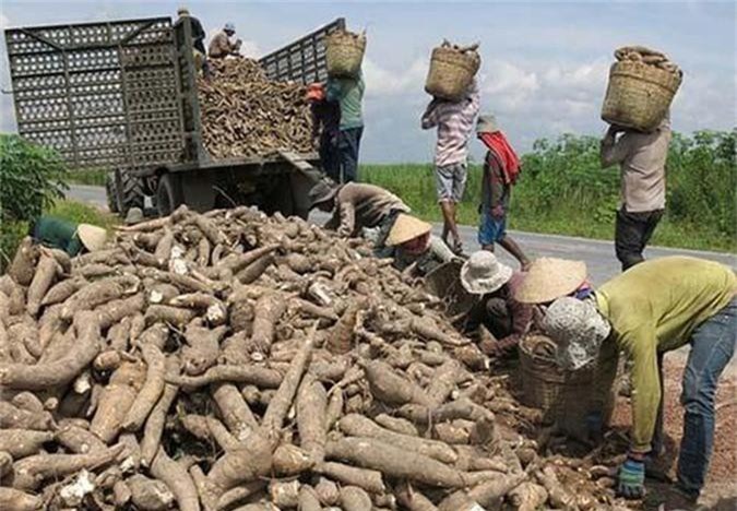 Tinh bột sắn tăng mạnh thị phần ở Trung Quốc