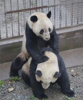 Xem chuyên gia kích thích gấu trúc động dục, chống lãnh cảm