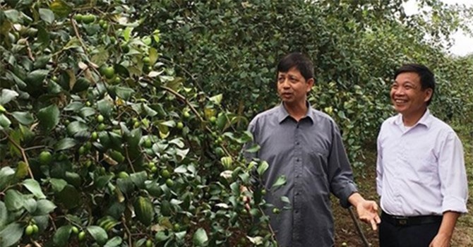Kiếm tiền tỷ từ giống táo Xuân