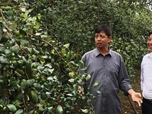 Kiếm tiền tỷ từ giống táo Xuân