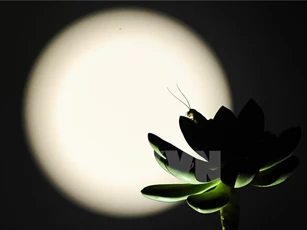 Hình ảnh đẹp nhất của siêu trăng ở Hà Nội và Sài Gòn