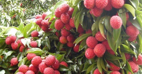 Bắc Giang: Vải thiều sớm VietGAP tiêu thụ thuận lợi