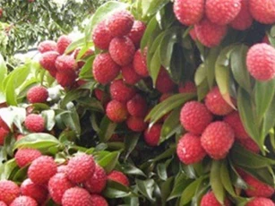 Bắc Giang: Vải thiều sớm VietGAP tiêu thụ thuận lợi