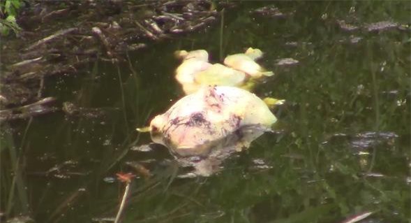 Bắc Ninh: Nhiều xác lợn chết quanh trại lợn nuôi gia công 