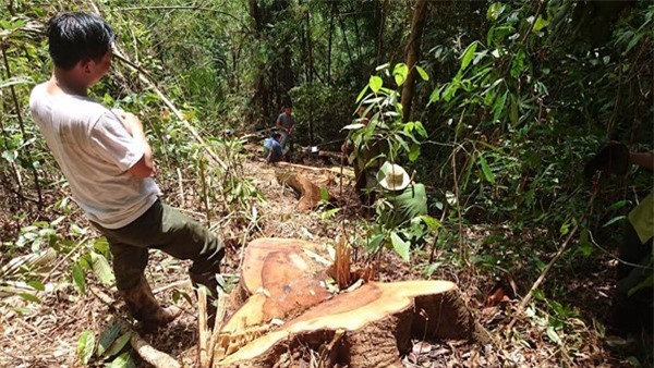 Bắt đối tượng cầm đầu đường dây phá rừng ở Lâm Đồng