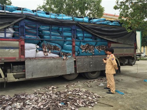 Bắt xe tải chở hơn 20 tấn mực khô hôi thối "tuồn" ra Hà Nội tiêu thụ