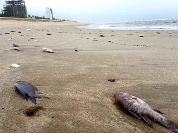 Cá chết do độc tố cực mạnh: Nguyên nhân từ đâu?