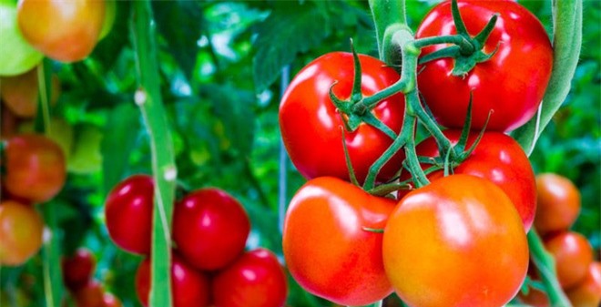 Những người này tuyệt đối không được ăn quả cà chua