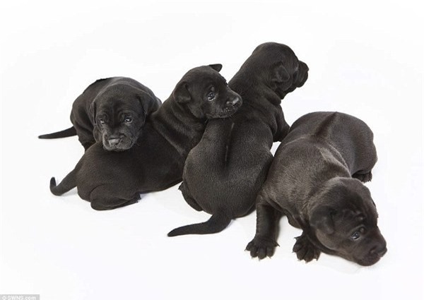 Chó xoáy lưng Phú Quốc sang châu Âu giá 340 triệu/con