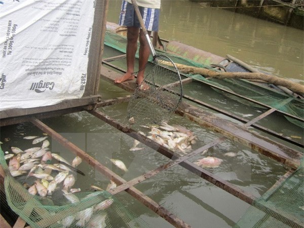 Công bố 4 nguyên nhân làm cá chết hàng loạt trên sông Chà Và