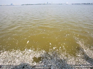 Hà Nội thực hiện 7 biện pháp cấp bách xử lý cá chết ở Hồ Tây