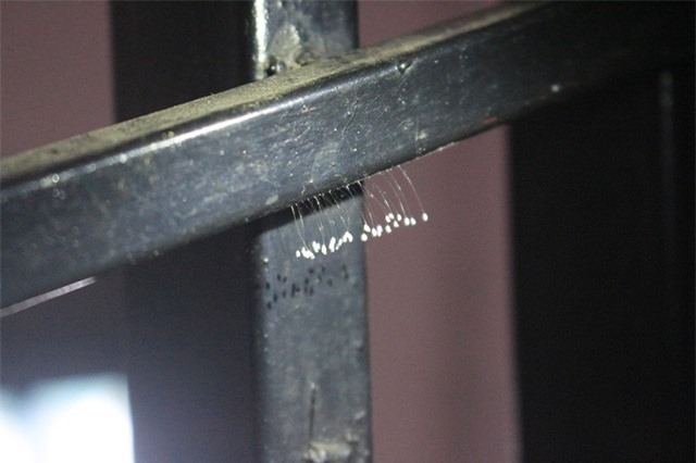 Hoa Ưu đàm "3.000 năm mới nở" liên tục xuất hiện tại Huế?