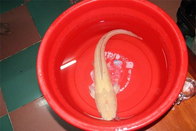 Người dân đổ xô đi xem cá trê vàng nặng gần 2kg