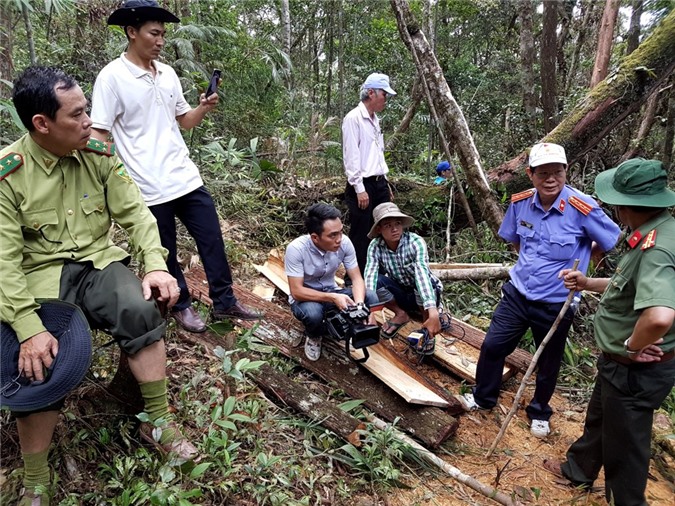 Phá rừng pơ mu ở Quảng Nam: Có sự "tiếp tay"?