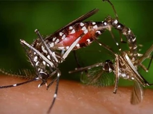 Phát hiện thêm 2 trường hợp nhiễm vi rút Zika ở TP.HCM