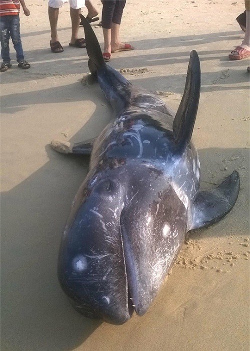Sốc: Cá voi hơn 100kg chết bất thường dạt vào biển Huế