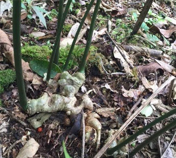 Sốc: Sâm Ngọc Linh 7 nhánh giá 30.000 USD không bán