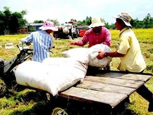 Thị trường lúa gạo trong nước vẫn ảm đạm