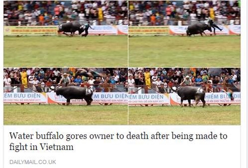 Trâu chọi Đồ Sơn húc chết chủ lên báo nước ngoài