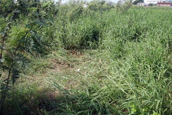 Về quê thăm con, người cha đột tử sau khi đi vệ sinh