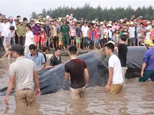 Vì sao cá voi mắc cạn ở Nghệ An?