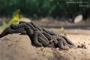 Xem loạt ảnh động đàn sâu bò nhung nhúc, đang ăn cũng phải bỏ bát cơm mà chạy