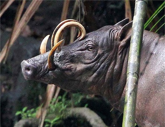 Cận cảnh loài lợn "ma quỷ" khiến nhiều người... hết hồn