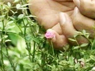 Hoa Hồng Kim Cương "siêu dị" có đường kính... 1cm