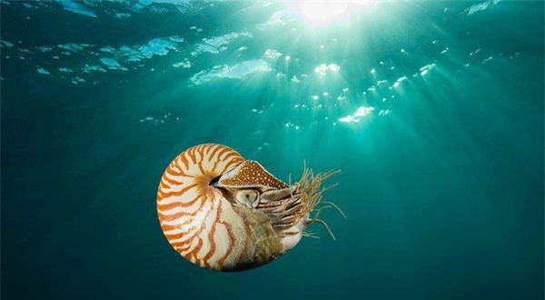 Sửng sốt với sự xuất hiện của loài ốc tưởng như đã tuyệt chủng