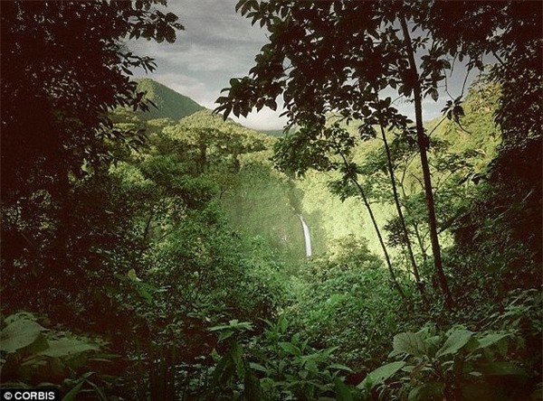 Cảnh báo: 15 tỉ cây bị triệt hạ mỗi năm trên Trái đất