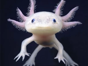 Khoa học hết hồn với loài khủng long "bất tử"