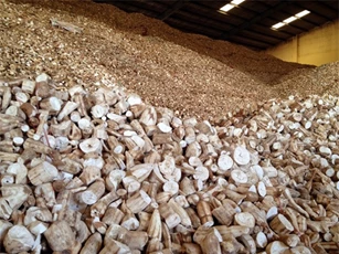 Từ hôm nay (5/9), thuế xuất khẩu sắn lát về 0%