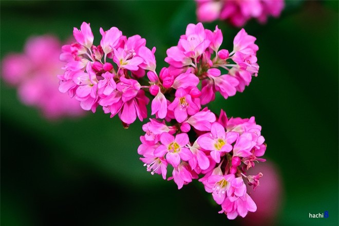 Chiêm ngưỡng chùm ảnh tuyệt đẹp hoa tam giác mạch