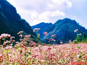 Đến Hà Giang ngắm hoa tam giác mạch ở đâu đẹp nhất?