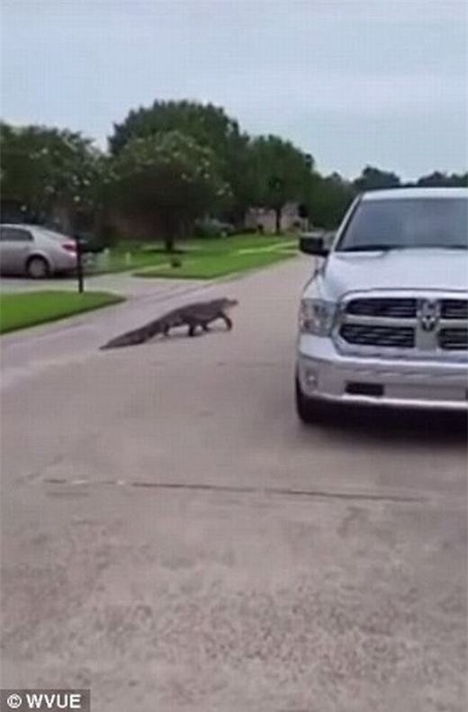 Hoảng hồn cá sấu từ... nắp cống chui lên