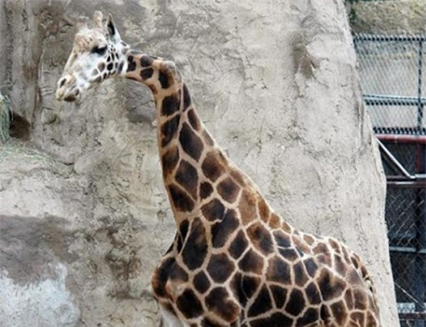 Giật mình với những con vật có hình hài "quái dị"